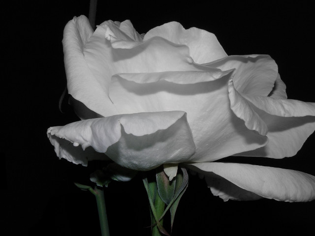 White rose dark open petals #4 free wallpaper for desktop - medium preview image