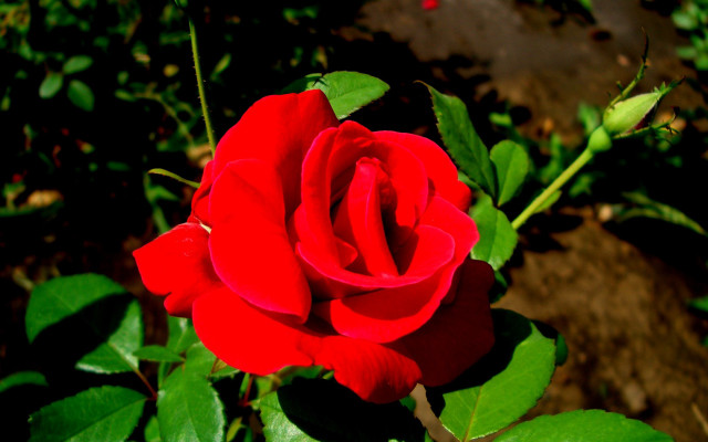Red rose green leaves rock free wallpaper for desktop - medium preview image