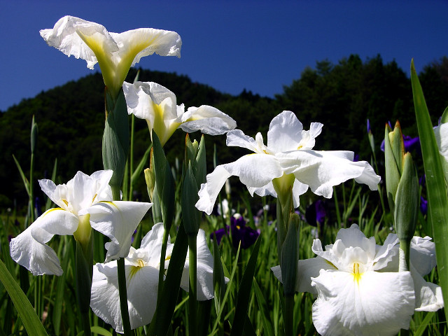 White flowers blue sky trees free wallpaper for desktop - medium preview image
