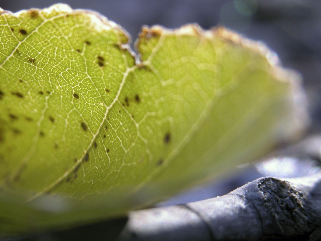 Leaf dirt bugs ecological macro free wallpaper for desktop - medium preview image