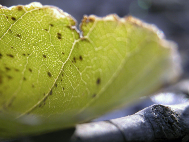 Close up leaf dirt bugs free wallpaper for desktop - medium preview image