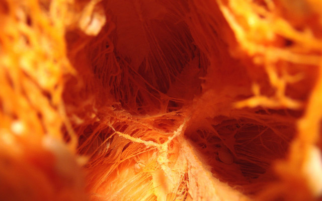 Orange flower closeup blurry background #3 free wallpaper for desktop - medium preview image