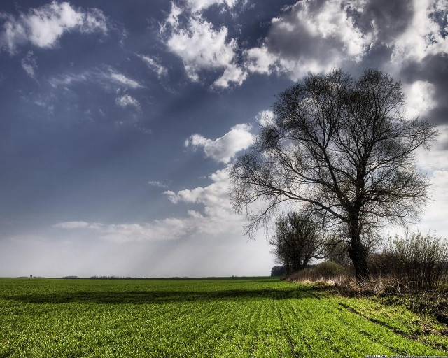 Tree field sky clouds background #3 free wallpaper for desktop - medium preview image