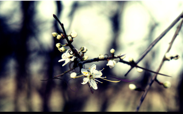 Branch white flowers forest no #3 free wallpaper for desktop - medium preview image