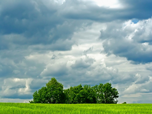 Green field trees clouds blue #5 free wallpaper for desktop - medium preview image