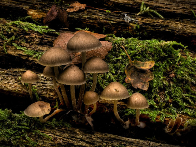Mushrooms growing tree stump forest free wallpaper for desktop - medium preview image