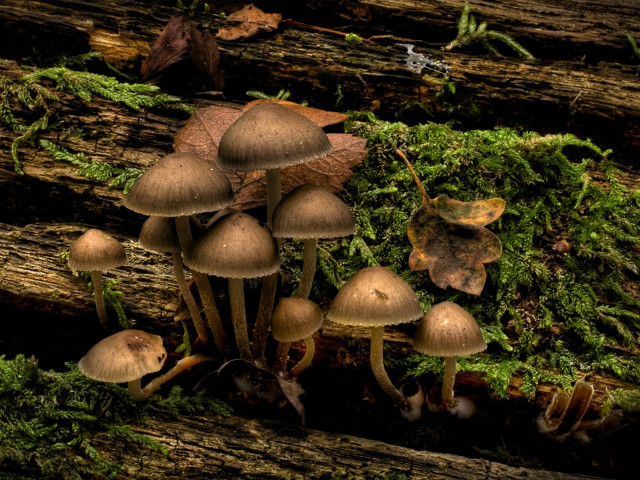 Mushrooms tree stump forest moss #3 free wallpaper for desktop - medium preview image
