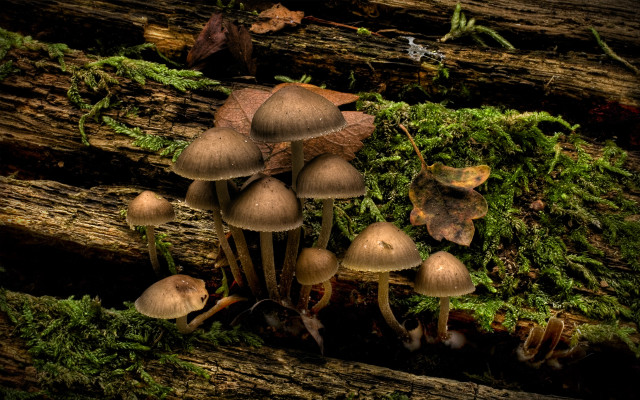 Mushrooms tree stump forest moss #8 free wallpaper for desktop - medium preview image