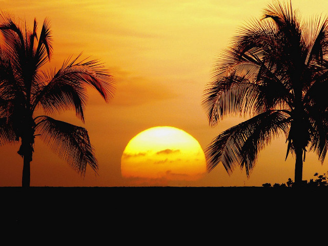 Sunset palm trees surfboard person #3 free wallpaper for desktop - medium preview image