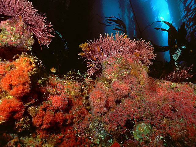 Seaweed coral diver underwater ocean free wallpaper for desktop - medium preview image