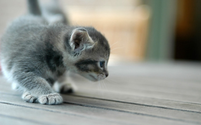 Small kitten playing with toy free wallpaper for desktop - medium preview image