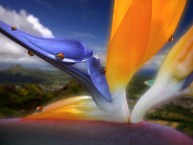 Flower ladybugs closeup sky background free wallpaper for desktop - medium preview image