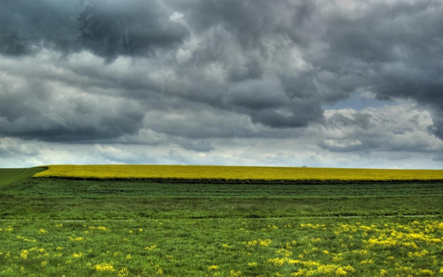 Field yellow flowers cloudy sky #3 free wallpaper for desktop - medium preview image