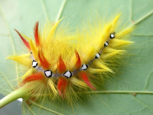 Yellow caterpillar black eyes white #2 free wallpaper for desktop - medium preview image