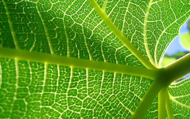 Green leaf blue sky nature free wallpaper for desktop - medium preview image