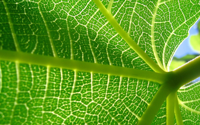 Green leaf blue sky white free wallpaper for desktop - medium preview image