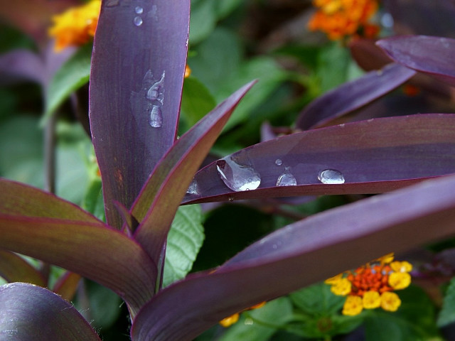 Water droplets plant blurry background free wallpaper for desktop - medium preview image
