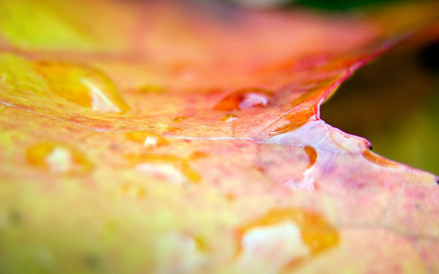 Leaf closeup water drops surface #2 free wallpaper for desktop - medium preview image