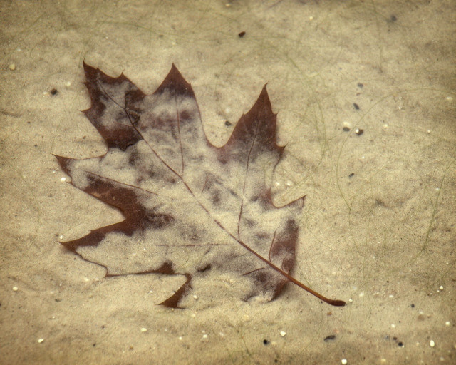 Leaf laying on ground in free wallpaper for desktop - medium preview image