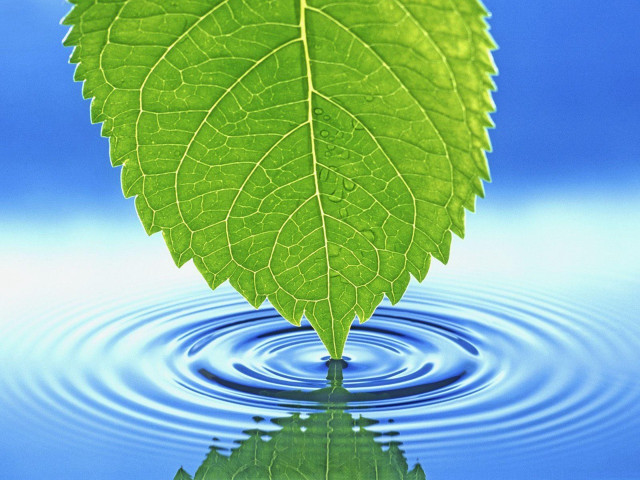 Green leaf floating water blue #3 free wallpaper for desktop - medium preview image