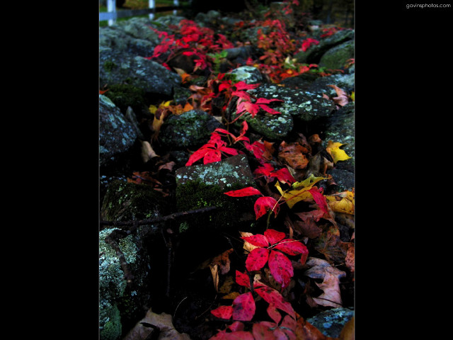 Rocks red leaves bench light free wallpaper for desktop - medium preview image