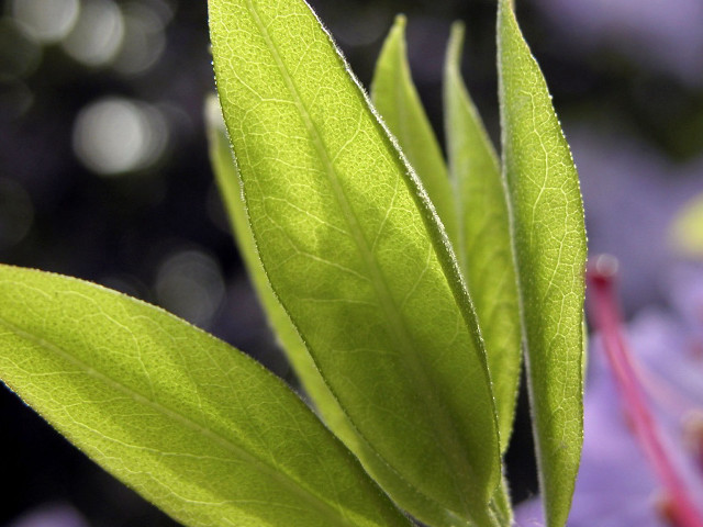 Green leaf purple flowers blurry free wallpaper for desktop - medium preview image