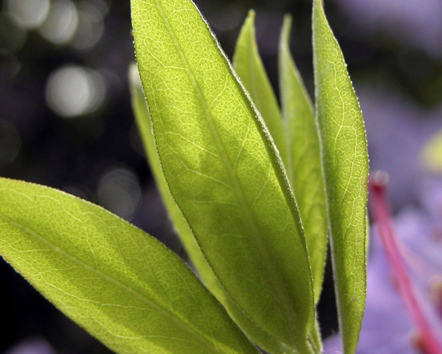 Green leaf purple flowers blurry #2 free wallpaper for desktop - medium preview image