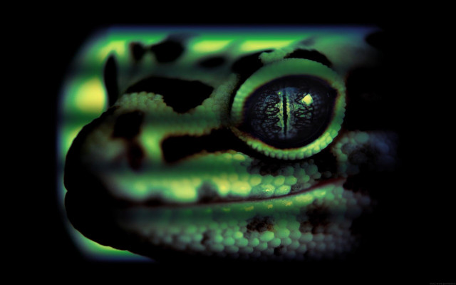 Frog eye green glow black free wallpaper for desktop - medium preview image