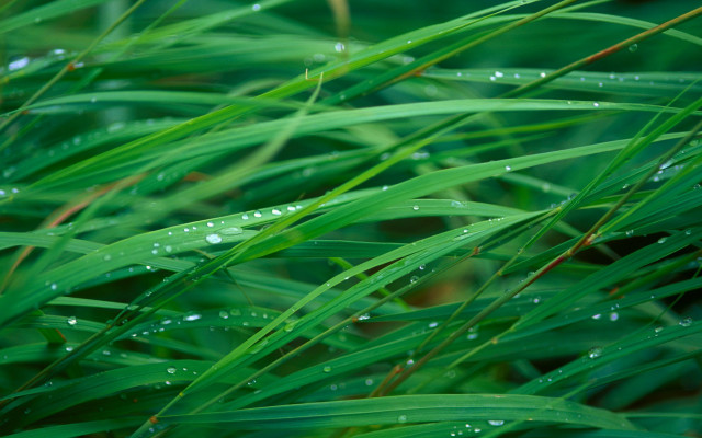 Grass water droplets closeup background free wallpaper for desktop - medium preview image