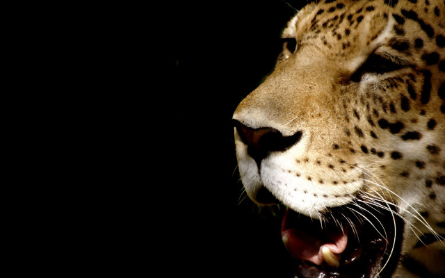 Leopard open mouth teeth raytraced free wallpaper for desktop - medium preview image