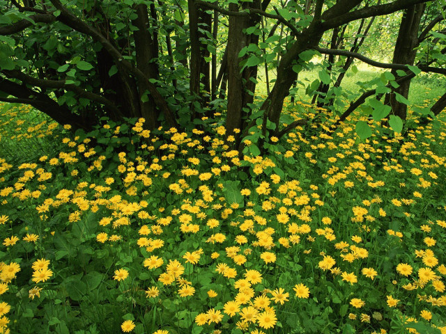 Yellow flowers forest bench field #3 free wallpaper for desktop - medium preview image
