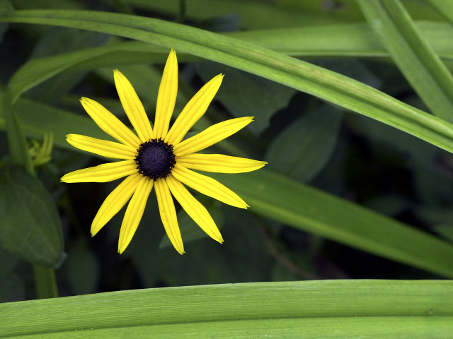 Yellow flower black center green #3 free wallpaper for desktop - medium preview image