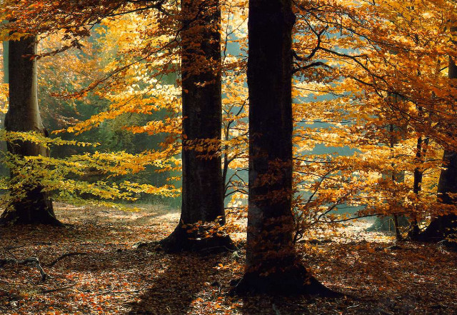 Forest trees leaves yellow ground #2 free wallpaper for desktop - medium preview image