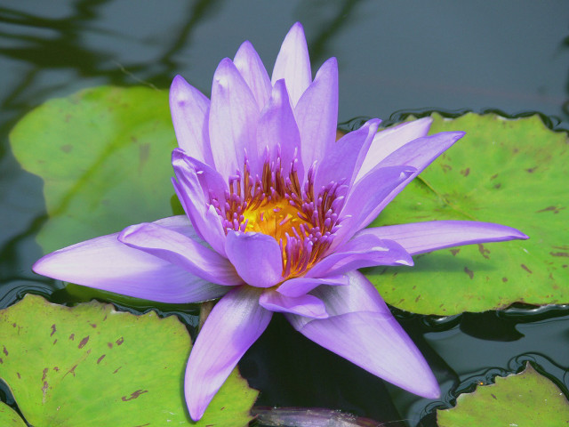Purple flower floating pond water #2 free wallpaper for desktop - medium preview image