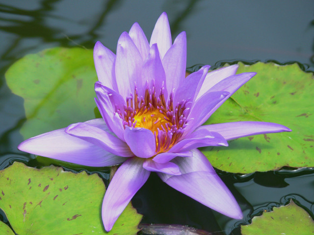 Purple flower floating pond water #3 free wallpaper for desktop - medium preview image