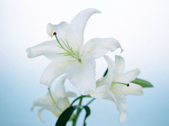 White flower vase tabletop blue #2 free wallpaper for desktop - medium preview image