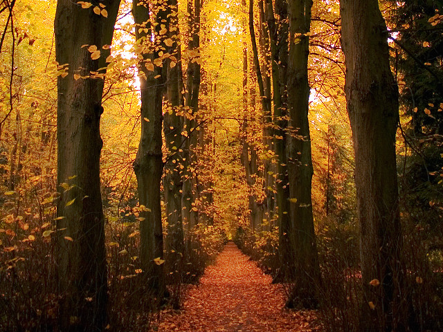 Forest path bench trees leaves free wallpaper for desktop - medium preview image