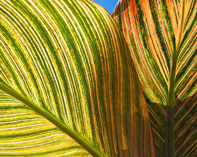 Green leaf blue sky macro #2 free wallpaper for desktop - medium preview image