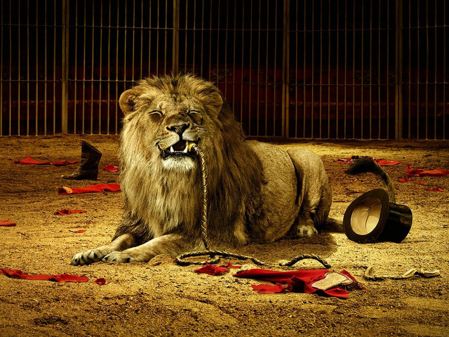 Lion laying cage hat head free wallpaper for desktop - medium preview image