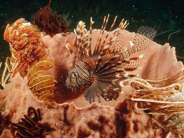 Sea animals coral reef ocean free wallpaper for desktop - medium preview image