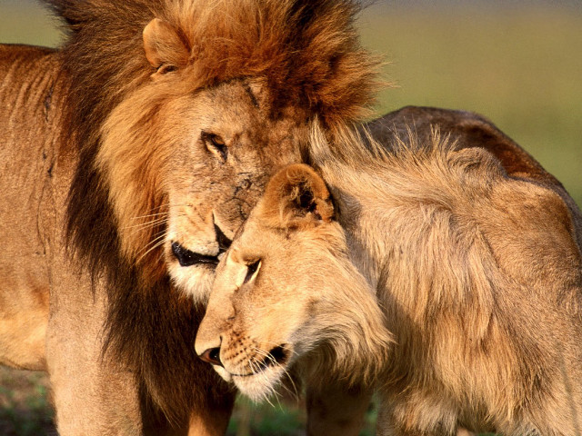 Two lions rubbing heads grass free wallpaper for desktop - medium preview image