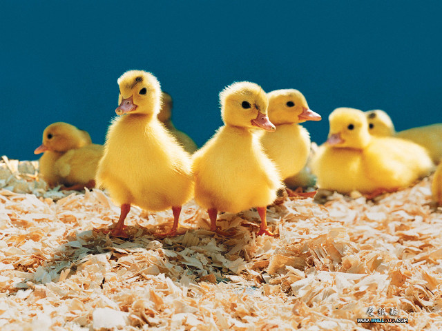 Yellow ducks wood shavings blue free wallpaper for desktop - medium preview image