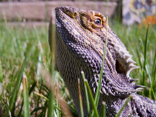 Lizard closeup grass mouth open #2 free wallpaper for desktop - medium preview image