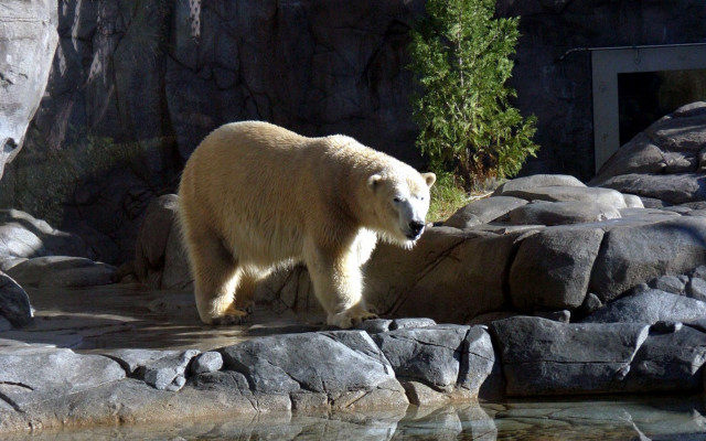 Polar bear walking rocks water #2 free wallpaper for desktop - medium preview image
