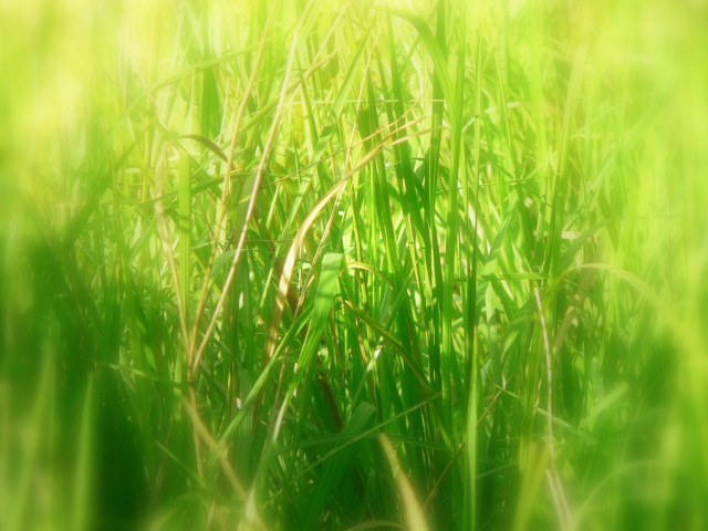 Blurry grass sun background blurred free wallpaper for desktop - medium preview image
