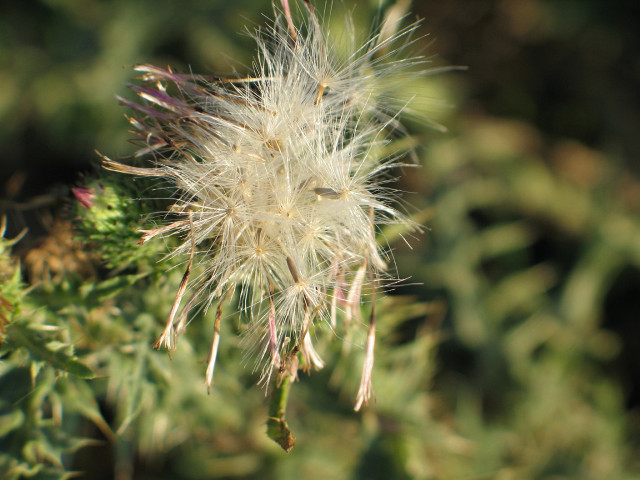 Dandelion closeup leaves background blurry free wallpaper for desktop - medium preview image