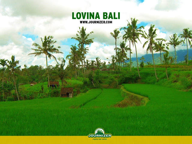 Lush green field palm trees #2 free wallpaper for desktop - medium preview image