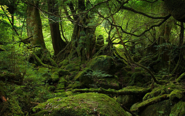 Mossy forest rocks trees person free wallpaper for desktop - medium preview image