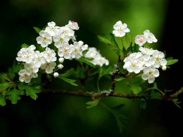 White flowers green leaves branch #3 free wallpaper for desktop - medium preview image