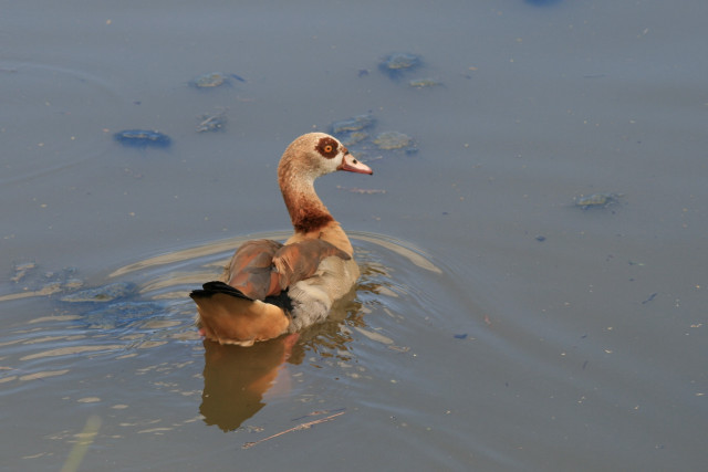 Duck swimming duckling mouth duckling free wallpaper for desktop - medium preview image